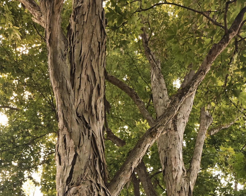 Meet the Shagbark Hickory