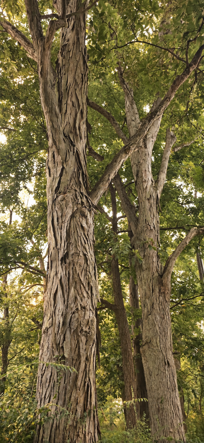 A tall hickory tree with textured, bark-covered trunk standing prominently in a forest, surrounded by other trees and green foliage.